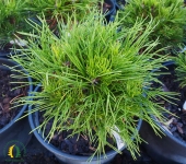 Pinus sylvestris 'Globosa Viridis' 